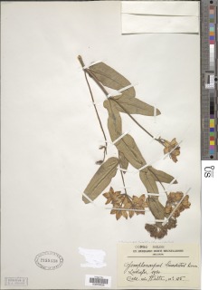 Image of Pachycarpus lineolatus