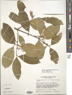 Image of Hunteria zeylanica