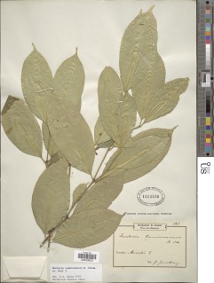 Hunteria camerunensis image