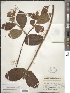 Strophanthus hispidus image