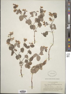 Apocynum androsaemifolium var. tomentellum image