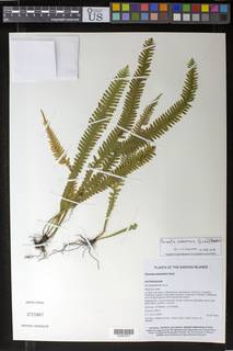 Image of Prosaptia samoensis