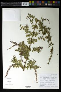 Image of Coriaria microphylla