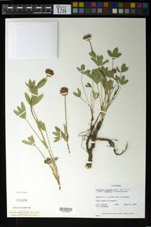 Trifolium longipes subsp. hansenii image