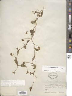 Jacquemontia sphaerostigma image