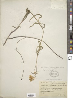 Stathmostelma welwitschii image