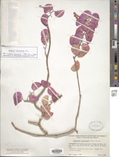 Image of Ipomoea bracteata