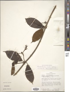 Image of Matelea viridis