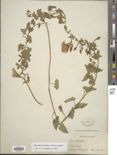 Calystegia purpurata subsp. purpurata image