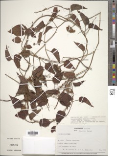 Jacquemontia ciliata image