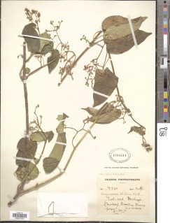 Image of Marsdenia latifolia