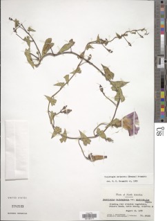 Calystegia purpurata subsp. purpurata image