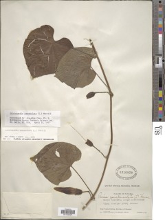 Image of Stictocardia tiliifolia