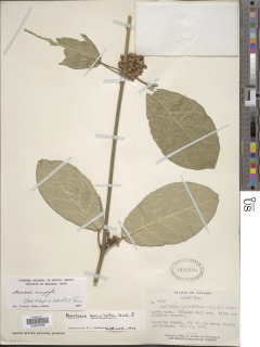 Marsdenia macrophylla image