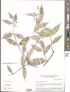 Secamone elliptica subsp. elliptica image