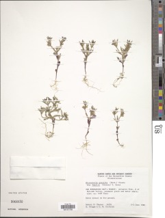 Phlox longifolia subsp. longifolia image
