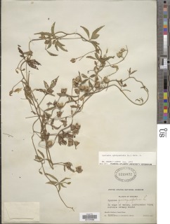 Merremia quinquefolia image