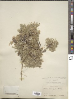 Phlox diffusa subsp. scleranthifolia image