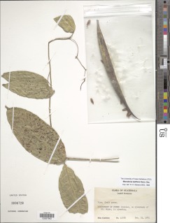 Marsdenia laxiflora image
