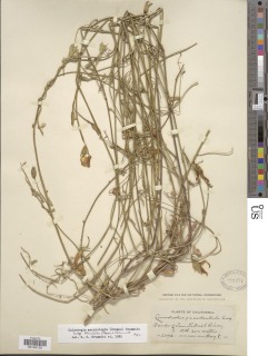 Calystegia macrostegia subsp. tenuifolia image