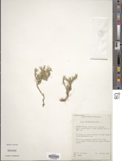Phlox austromontana image