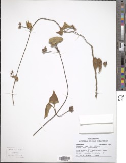 Image of Dictyanthus asper