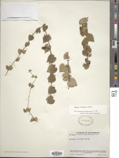 Image of Dictyanthus parviflorus
