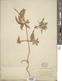 Gonolobus erianthus image