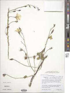 Calystegia macrostegia subsp. intermedia image