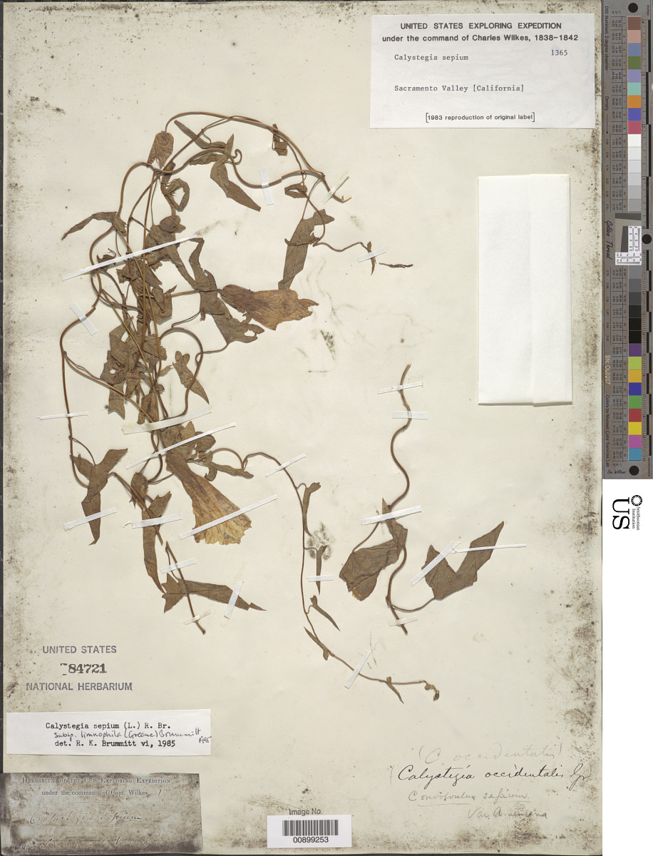 Calystegia sepium subsp. limnophila image