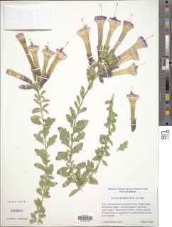 Image of Cantua buxifolia
