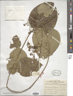 Marsdenia latifolia image