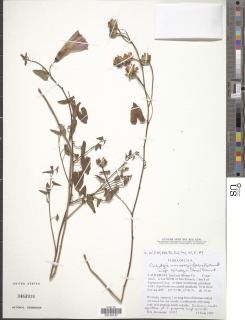 Calystegia macrostegia subsp. cyclostegia image