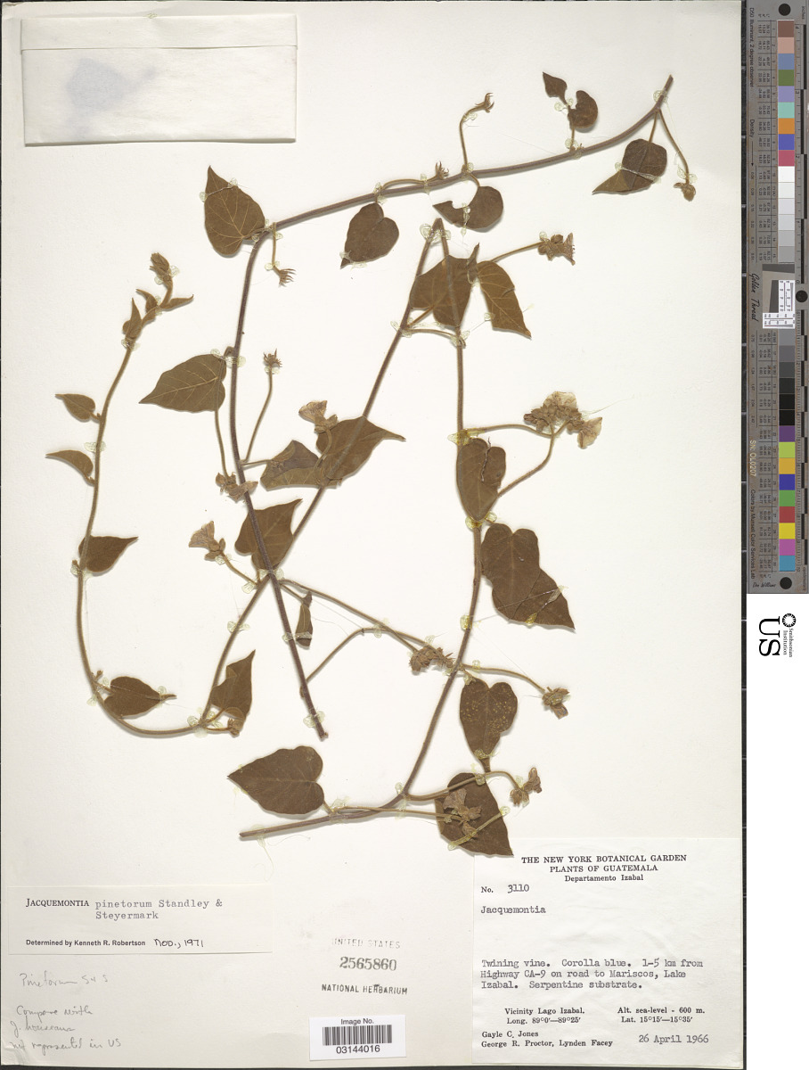 Jacquemontia pinetorum image