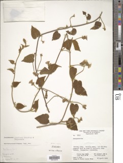 Image of Jacquemontia pinetorum