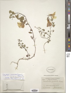 Calystegia purpurata subsp. saxicola image