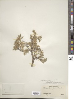 Phlox diffusa subsp. scleranthifolia image