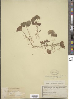 Dichondra occidentalis image