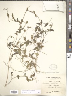 Image of Secamone erythradenia