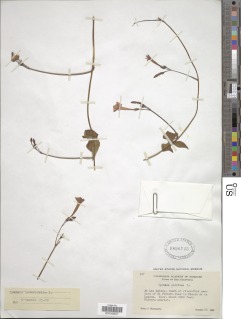 Image of Ipomoea hederifolia