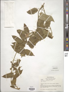 Gonolobus leianthus image
