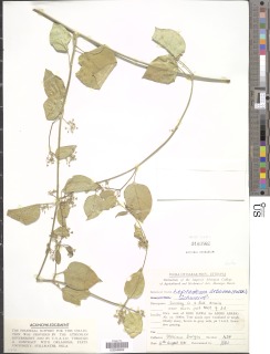 Leptadenia arborea image