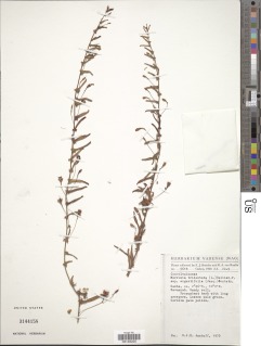 Xenostegia tridentata subsp. angustifolia image