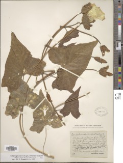 Calystegia macrostegia subsp. amplissima image