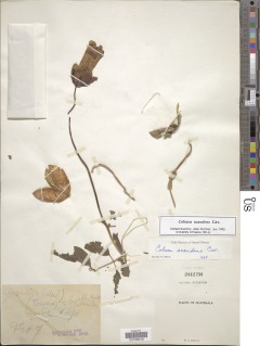Cobaea scandens image
