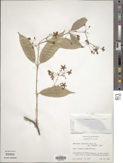 Marsdenia laxiflora image