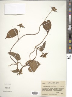 Image of Jacquemontia tamnifolia