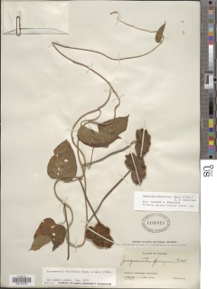 Odonellia hirtiflora image