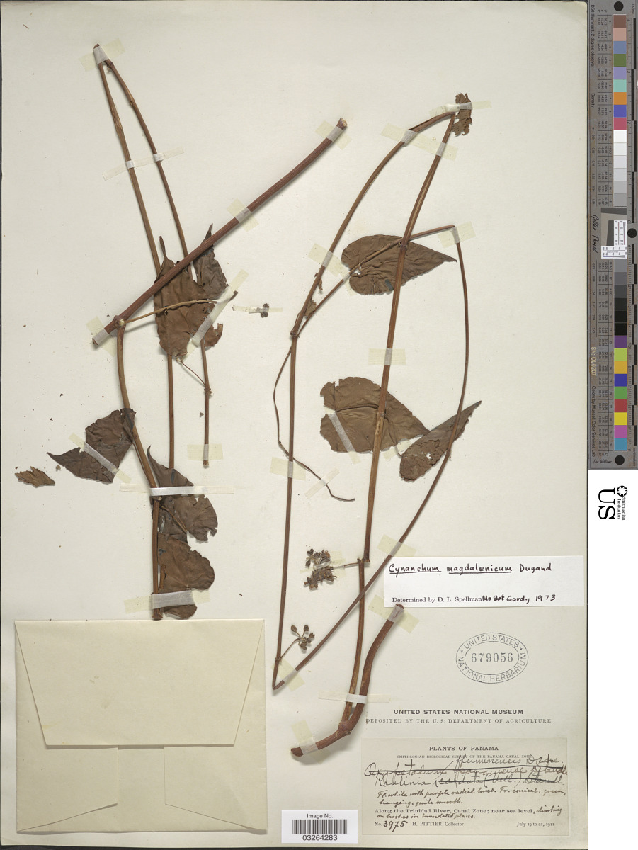 Cynanchum magdalenicum image