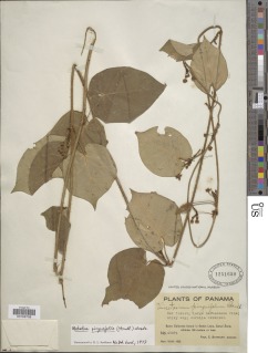 Matelea pinguifolia image
